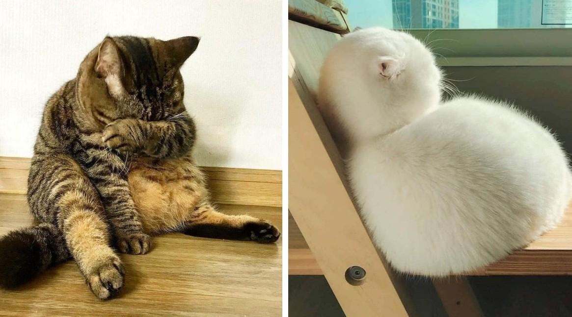 Ох уж эти котики!