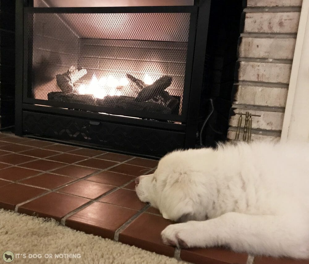 Great Pyrenees puppy in front of the fireplace