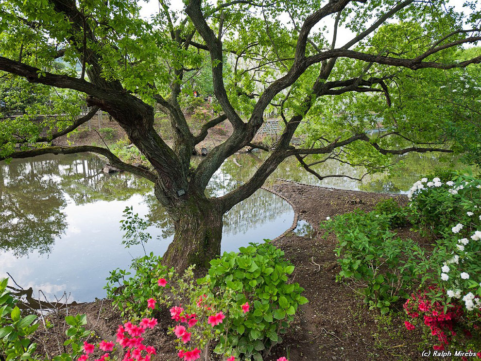Завораживающее зрелище: цветочный дождь в парке Асикага глицинии, парке, Асикага, площадь, цветочный, лианы, крупные, Фудзи, высоты, огромное, дождь, можно, сенью, цветочной, пространство, Асикага 3, покрыть, дерево, всего, заставить