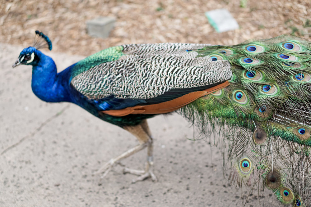 San Diego Zoo Spring 2016-19.jpg