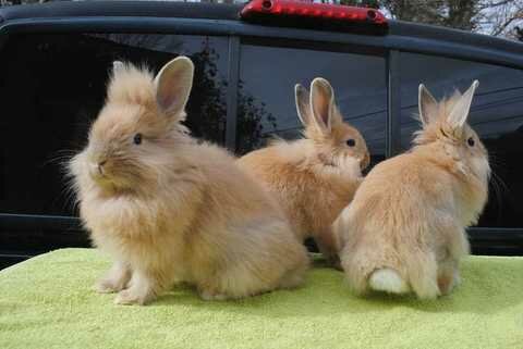 Выбираем декоративного кролика супер