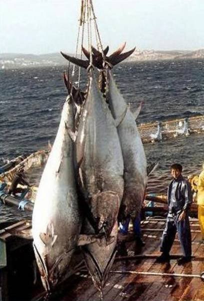 По сравнению с этими животными человек не такой уж большой По сравнению с этими животными человек не такой уж большой