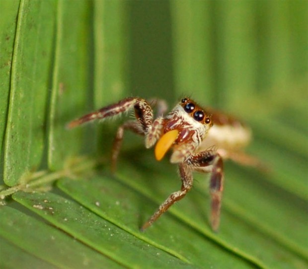 Паук-вегетарианец Bagheera kiplingi (лат. Bagheera kiplingi) (англ. Vegetarian spider)