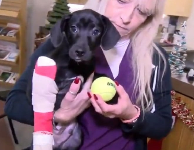 Щенок и волонтер