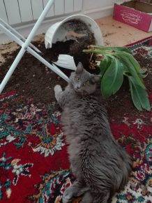 Животные на месте преступления: смешно и обидно не всё так грустно