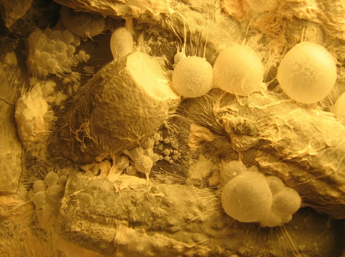 Такие разные и такие удивительные плесневые грибы