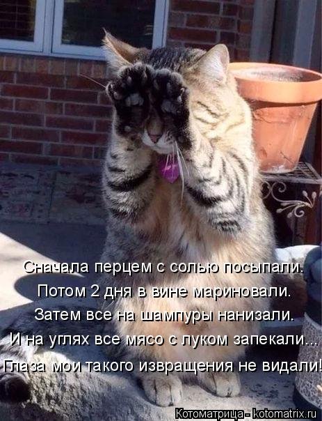Свежая котоматрица  смешные картинки