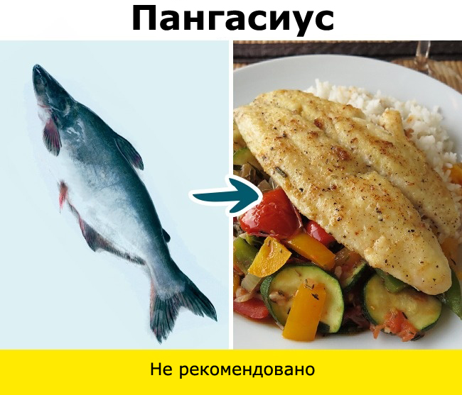 Рыба, сом, макрель, скумбрия, тунец, угорь, пангасиус, сибас, морской окунь, гемпилотоксин, масляная рыба, тайлфиш, гребнеголов, рыбалка, ртуть, нитрофуразон, Вьетнам, Меконг, 