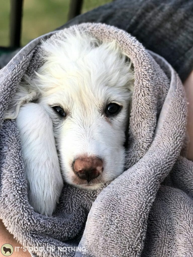 Great Pyrenees puppy wrapped in a towel