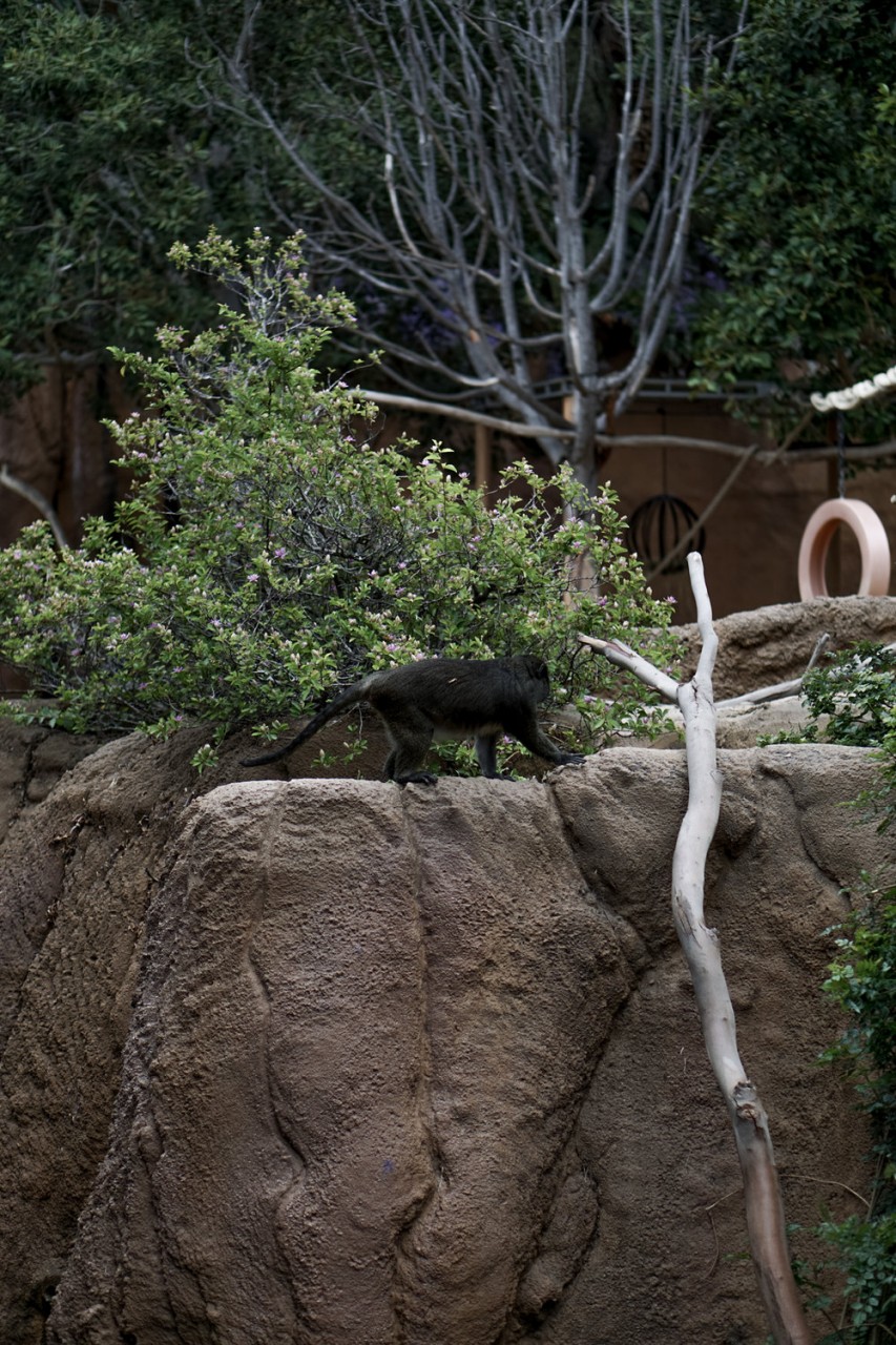 San Diego Zoo Spring 2016-14.jpg