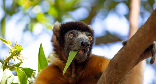 Мадагаскар. Увенчанный сифака (лат. Propithecus coronatus). Crowned sifaka. Madagascar. Фото 25ehaag6 - Freepik.com