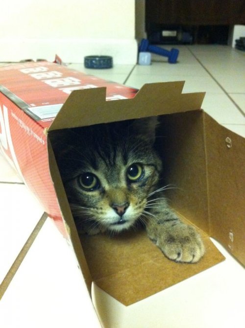 Кошки, которым удобно везде (37 фото)