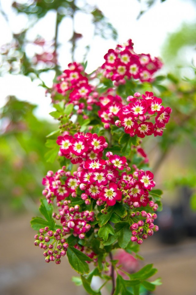 Цветки боярышника обыкновенного сорта "Кримсон Клоуд" (Crataegus laevigata 'Crimson Cloud')