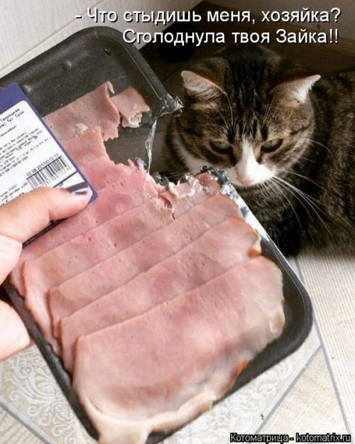 Свежая котоматрица  смешные картинки