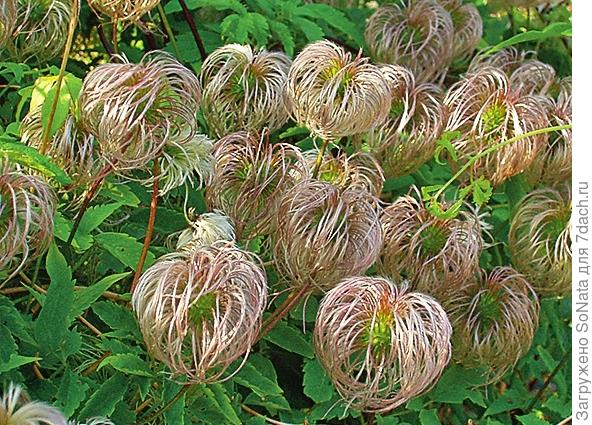 Клематис в вашем саду, или Да здравствует король! Клематис, Clematis, цветками, клематиса, клематис, viticella, texensis, тексенский, которые, плети, фиолетовый, почвы, крупноцветковый, мелкими, нужно, можно, именно, цветки, цельнолистный, представителей