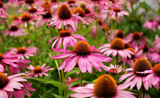 Эхинацея пурпурная (Echinacea purpurea)