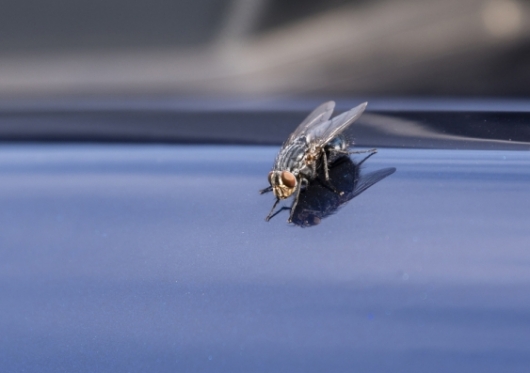 Когда скорость автомобиля составляет 120 км/ч, почему муха в автомобиле не попадает в заднее стекло? авто и мото,автоновости,гибдд
