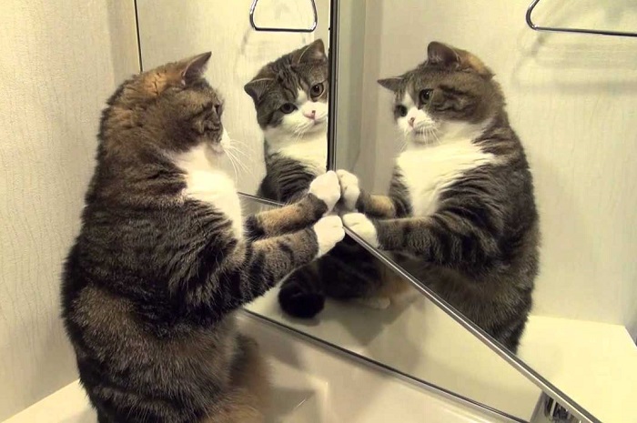 Коты любят трогать зеркала. / Фото: xoxo.ru