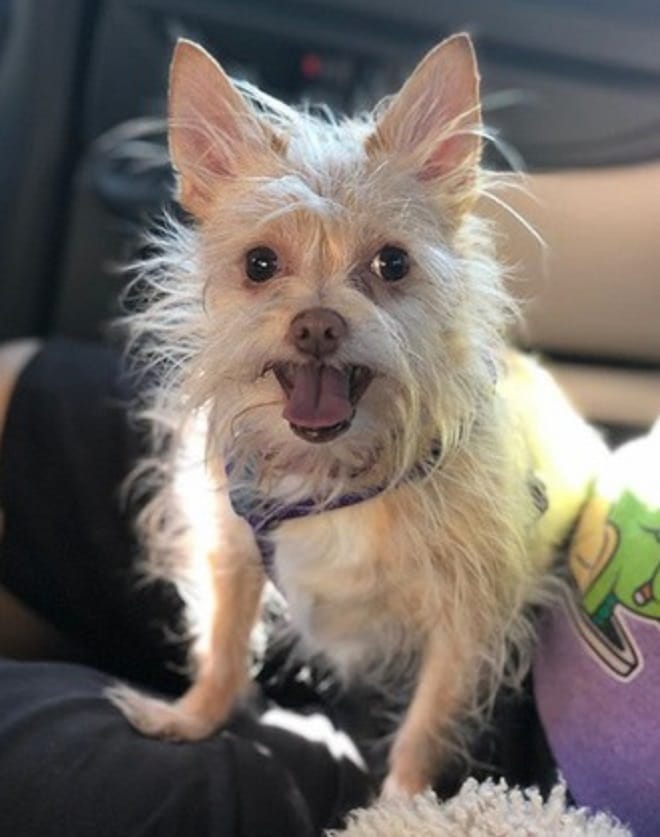 Веселый пес