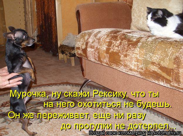 Котоматрица: Мурочка, ну скажи Рексику, что ты  на него охотиться не будешь. Он же переживает, еще ни разу до прогулки не дотерпел...