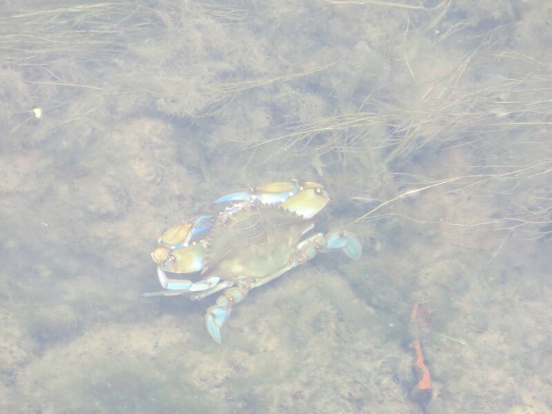 Река Эбро и её обитатели Река Эбро и её обитатели Испания,отдых,путешествие,река Эбро,самостоятельные путешествия,туризм