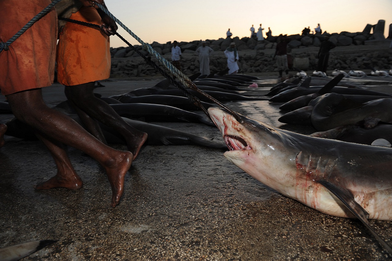 Картинки по запросу поймав акулу, рыбаки просто отрезают плавники, а саму рыбу оставляют в океане умирать мучительной смертью