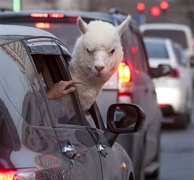 Домашние питомцы тоже бывают не в настроении животные