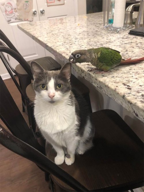 Пернатые бандиты Пернатые бандиты веселые картинки,животные,Истории из жизни,позитив,приколы,Смешные животные