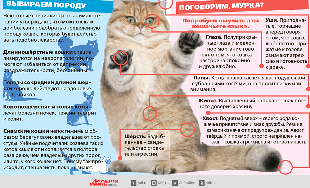 Человек и кошка. Какие болезни лечат усатые «доктора» Человек и кошка. Какие болезни лечат усатые «доктора»