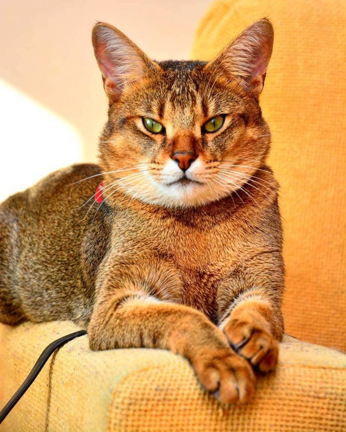 Породы домашних кошек, о которых знают не все Породы домашних кошек, о которых знают не все прикольные картинки,фото приколы,шикарные фотографии