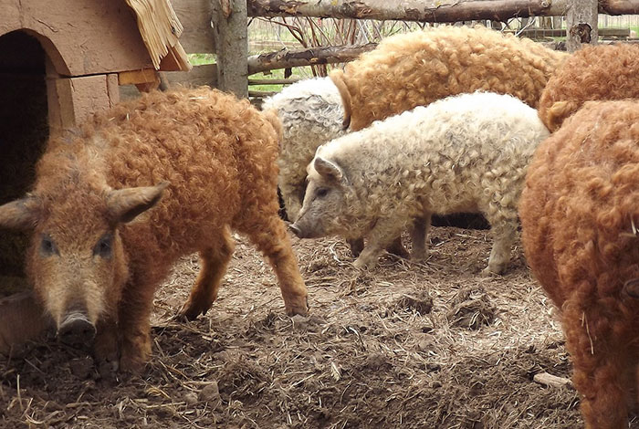 Свиньи, которые выглядят как овцы и ведут себя как собаки животные,интересное