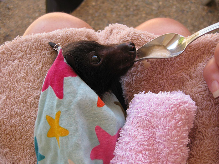 rescued-baby-bat-eat-banana-miss-alicia-bats-3