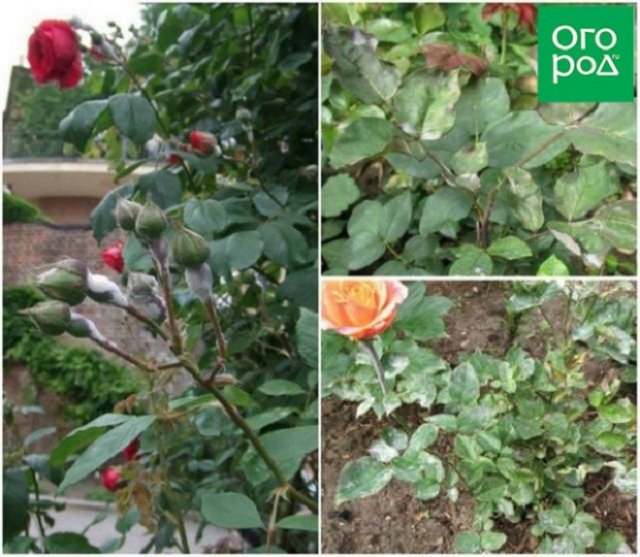 В помощь цветоводу: календарь подкормок и обработок роз на весь сезон цветы