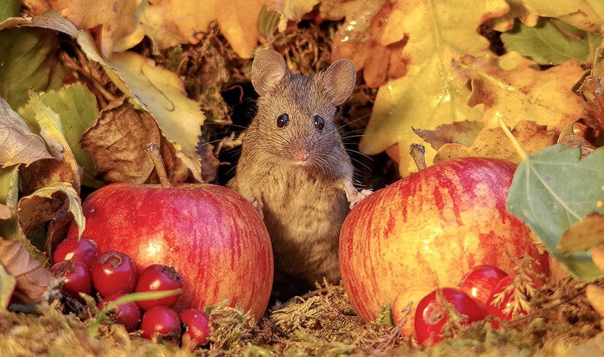 https://twizz.ru/wp-content/uploads/2018/11/miniature-mice-family-house-simon-dell-422.jpg