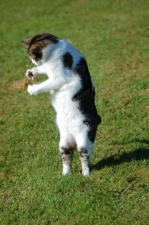 Коты прямоходящие