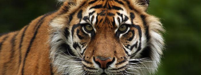 Суматранский тигр: описание, размножение, среда обитания