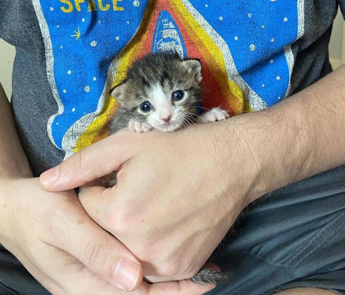 Без кота и жизнь не та