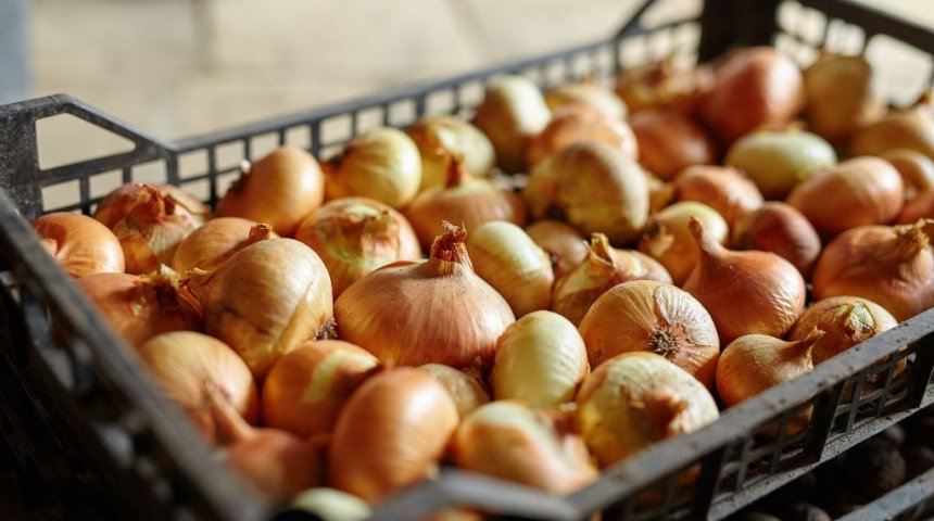лук