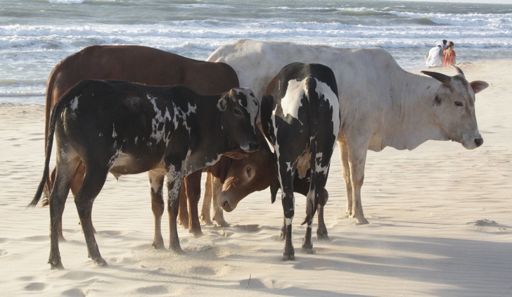 14 особенностей Гоа, о которых нужно знать, чтобы провести отпуск максимально круто 14 особенностей Гоа, о которых нужно знать, чтобы провести отпуск максимально круто заграница,отдых,отпуск,путешествие,туризм