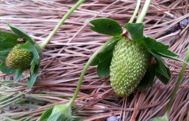 7 способов применения хвои на садовом участке 