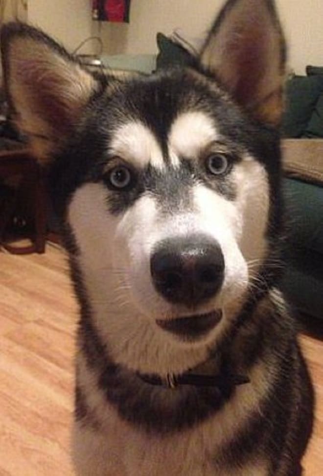 Хаски сидит