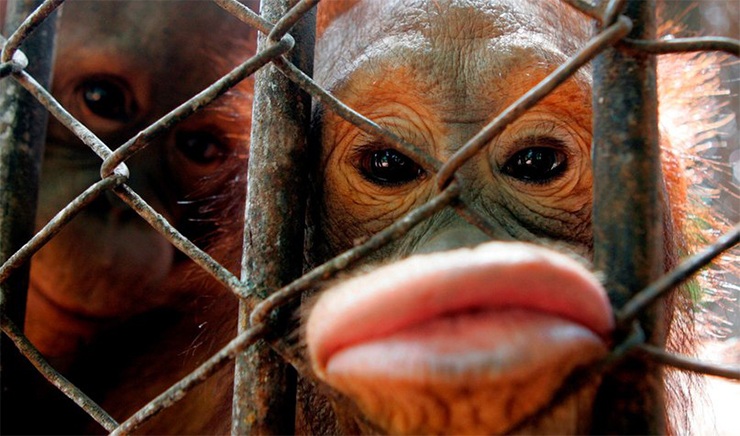 Праздник губошлёпов