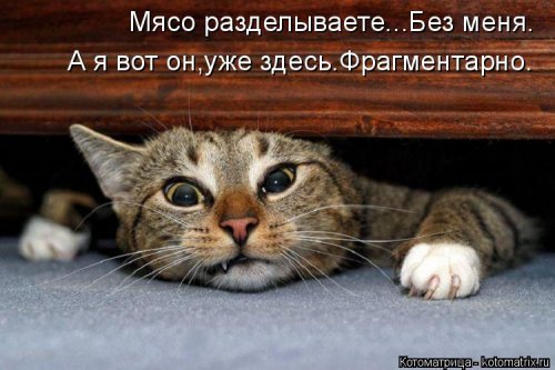 Котоматрица на Бугаге (28 фото)