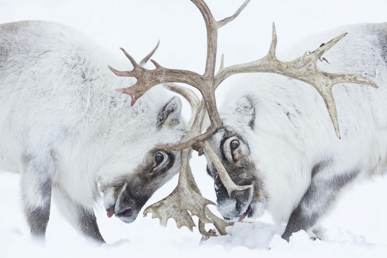 Победители Wildlife Photographer of the Year 2021 Wildlife, Photographer, видов, Подборка, Название, преимущественно, распространённых, Насчитывают, другому, относится, гаррупы, каменных, окуней, области, семейства, лучепёрых, YearГруперы, Lafuente, Javier, ландшафта