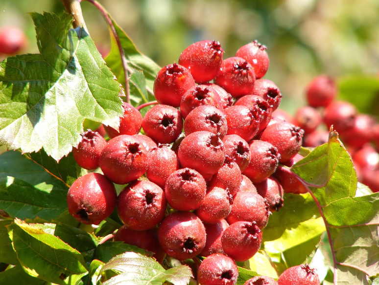 12 народных рецептов снижения холестерина - просто, доступно и эффективно. Высокий холестерин - прямой путь к инсульту. Снижаем немедленно!