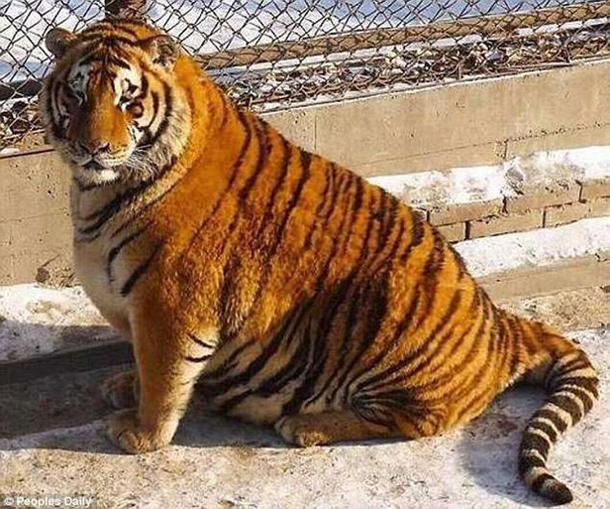 В китайском природном парке живут самые толстые тигры на свете