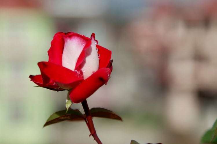 Потрясающие розы, в которых сочетаются красные и белые лепестки одновременно