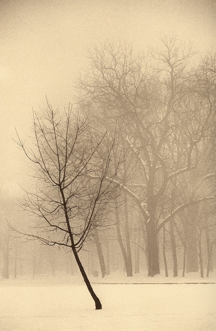 Портреты деревьев Портреты деревьев