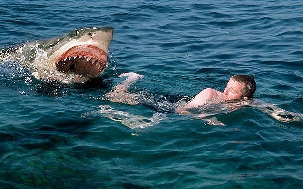 Нападение акул на людей: мифы и реальность