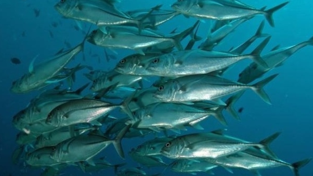 Введение рыбных продуктов в рацион позволит снизить артериальное давление